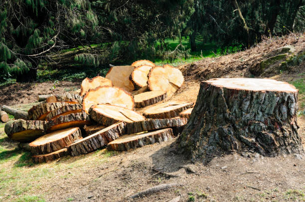 Lawn Grading and Leveling in Palo Cedro, CA